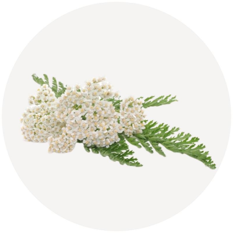 White Yarrow